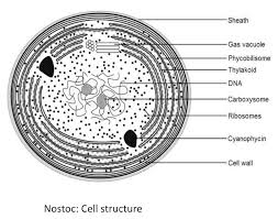 Attēlu rezultāti vaicājumam “Nostoc commune cells”