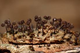 Attēlu rezultāti vaicājumam “Cribraria cancellata”