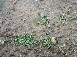 Attēlu rezultāti vaicājumam “Elatine hydropiper leaf”