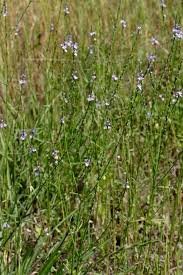 Image result for Verbena officinalis