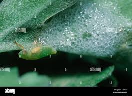 Attēlu rezultāti vaicājumam “Philaenus spumarius nymph”