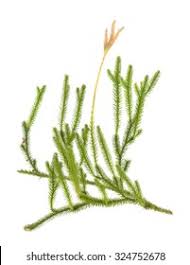 Attēlu rezultāti vaicājumam “Huperzia selago”