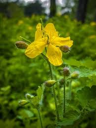 Attēlu rezultāti vaicājumam “Chelidonium majus flower”