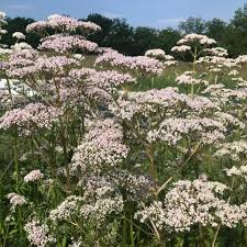 Image result for Valeriana officinalis
