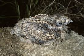 Attēlu rezultāti vaicājumam “Caprimulgus europaeus juvenile”