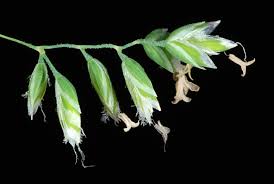 Attēlu rezultāti vaicājumam “Poa remota bud”