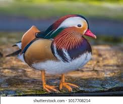 Attēlu rezultāti vaicājumam “Aix galericulata”