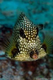 Resultado de imagen para cozumel dive