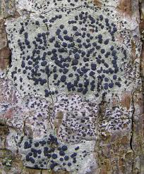 Attēlu rezultāti vaicājumam “Opegrapha atra”