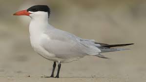 Attēlu rezultāti vaicājumam “Hydroprogne caspia”