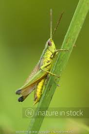 Attēlu rezultāti vaicājumam “Chrysochraon dispar”