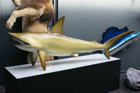 Image result for Sphyrna corona