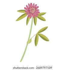 Attēlu rezultāti vaicājumam “Trifolium medium flower”