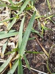 Attēlu rezultāti vaicājumam “Poa humilis”