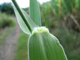 Attēlu rezultāti vaicājumam “Poa trivialis leaf”