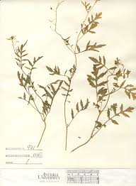 Attēlu rezultāti vaicājumam “Rorippa sylvestris”