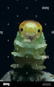 Attēlu rezultāti vaicājumam “Trichiosoma larva”