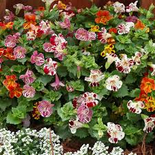 Image result for Mimulus x hybrida