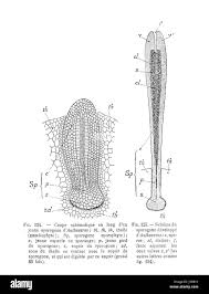 Attēlu rezultāti vaicājumam “Anthocerotopsida”
