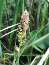 Attēlu rezultāti vaicājumam “Carex disticha”