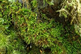 Attēlu rezultāti vaicājumam “Tetraphis pellucida sporophyte”