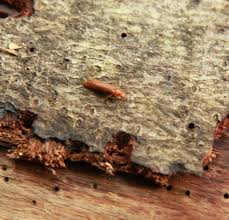 Attēlu rezultāti vaicājumam “Hylecoetus dermestoides female”