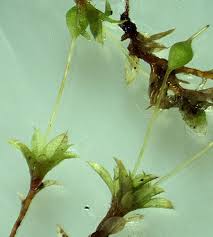 Attēlu rezultāti vaicājumam “Physcomitrium pyriforme sporophyte”