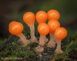 Attēlu rezultāti vaicājumam “Hemitrichia decipiens spores”