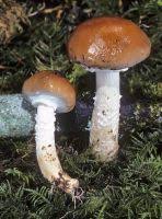 Attēlu rezultāti vaicājumam “Stropharia hornemannii”