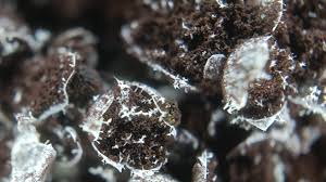 Attēlu rezultāti vaicājumam “Physarum penetrale macro”