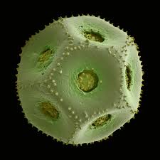 Attēlu rezultāti vaicājumam “Stellaria holostea”