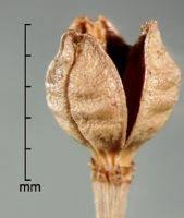 Attēlu rezultāti vaicājumam “Saxifraga tridactylites fruit”