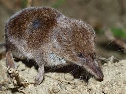 Attēlu rezultāti vaicājumam “Sorex sp.”