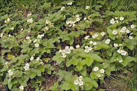 Attēlu rezultāti vaicājumam “Fragaria viridis leaf”