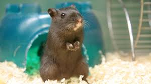 Image result for Gerbil