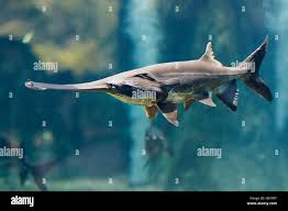 Image result for Polyodon spathula