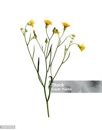 Attēlu rezultāti vaicājumam “Tragopogon heterospermus flower”