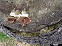 Attēlu rezultāti vaicājumam “Trichaptum abietinum”