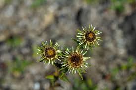 Attēlu rezultāti vaicājumam “Carlina biebersteinii leaf”