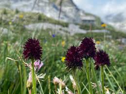 Image result for Männertreu