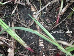 Attēlu rezultāti vaicājumam “Acoraceae”