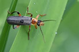 Attēlu rezultāti vaicājumam “Cantharis nigricans”