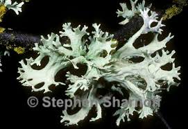 Attēlu rezultāti vaicājumam “Evernia prunastri”