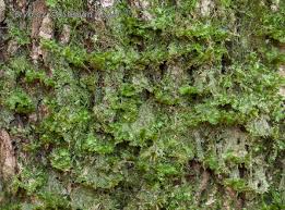 Attēlu rezultāti vaicājumam “Neckera complanata”