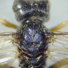 Attēlu rezultāti vaicājumam “Tenthredo mandibularis”