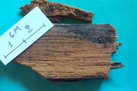 Attēlu rezultāti vaicājumam “Crustoderma dryinum”