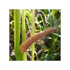 Attēlu rezultāti vaicājumam “Acorus calamus fruit”