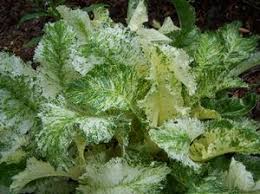 Attēlu rezultāti vaicājumam “Armoracia rusticana”