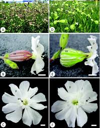 Attēlu rezultāti vaicājumam “Silene otites fruit”