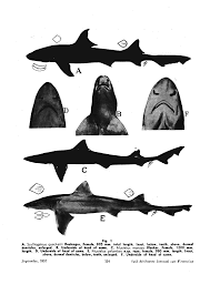 Image result for Mustelus palumbes